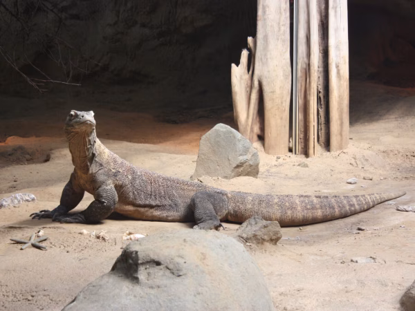 Een dag vol ontdekkingen in Diergaarde Blijdorp